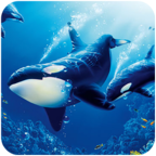 虎鲸模拟器(The Killer Whale)